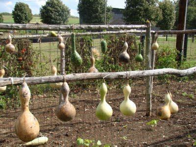 Drying gourds (i gotta find a way to dry them outside so i dont get mold every where, in ...