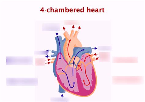 Birds- Heart Diagram | Quizlet