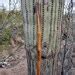 Saguaro Cactus Wood Walking Stick, - Etsy