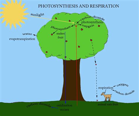 Rain Forests Ameliorate Climate Change - Plant Talk