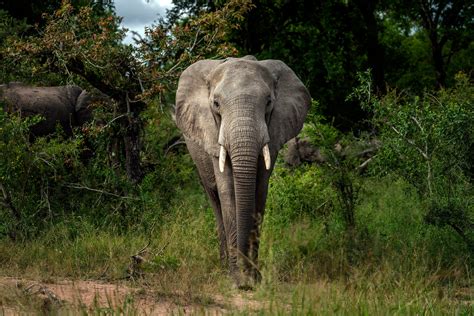 Elephants’ rights | Courthouse News Service