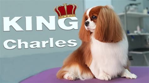 Grooming Cavalier King Charles Spaniel ⏩ (speeded up) ⏩ Bath & Haircut ...