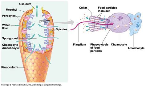 Sponge Structure and Specialized Cells Diagram | Quizlet