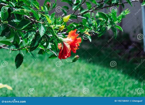 Chinese hibiscus flower stock image. Image of hybrid - 192728451