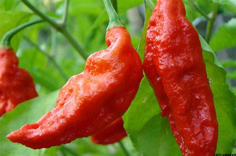 12 Hottest Chili Peppers in the World and the Three Best for Cooking Chili - TheStreet