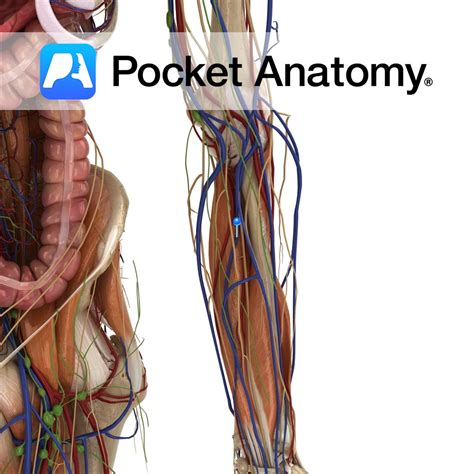 Ulnar vein - Pocket Anatomy