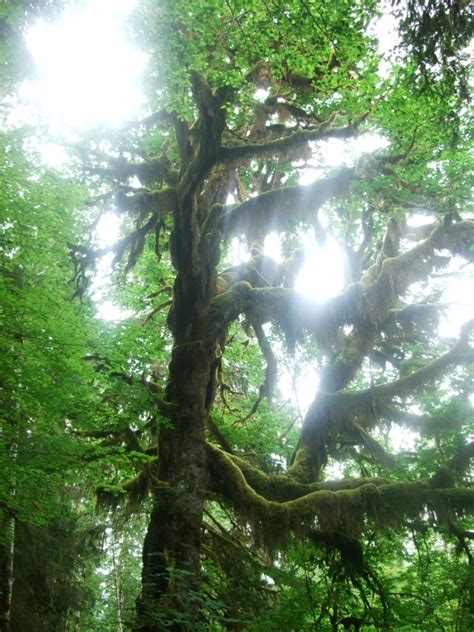 Big-Leaf Maple, Acer macrophyllum | Native Plants PNW