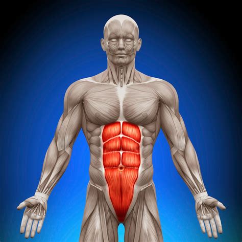 Body facts: the abdominal muscles and their function ~ fitness for muscle