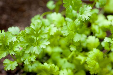 Fresh growing coriander - Free Stock Image