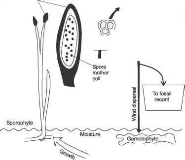 Life cycles of lower land plants - Invertebrate Paleontology