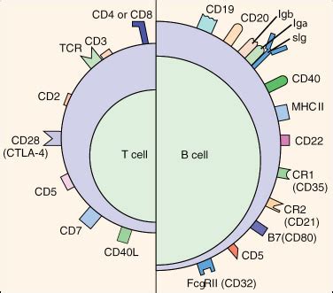 cell-surface marker