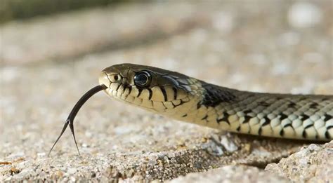 Grass Snake | The Animal Facts | Appearance, Diet, Habitat, Behavior