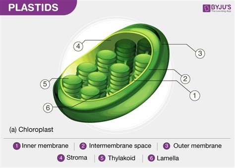 Why Plastids Are Absent In Animal Cells? - NEET Questions