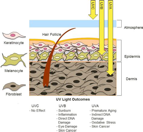 Molecules | Free Full-Text | Ultraviolet Radiation, Aging and the Skin: Prevention of Damage by ...