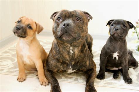 Staffordshire Bull Terrier Wallpapers Images Photos Pictures Backgrounds