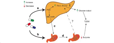 A PXR-dependent mechanism underlies the observed statin-associated... | Download Scientific Diagram