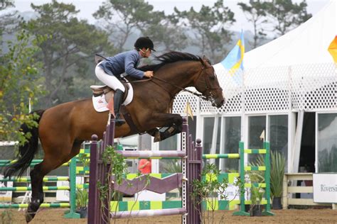 Bay Warmblood Horse - Show Jumping at Pebble Beach by HorseStockPhotos ...