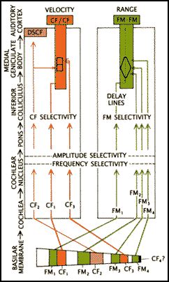 Neuroethology: Echolocation in the Bat