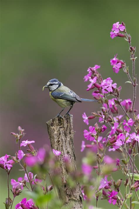 Stunning Winners of the 2019 British Wildlife Photography Awards