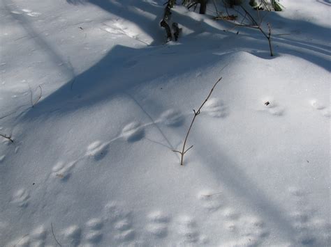 File:Deer mouse tracks in snow.jpg - Wikimedia Commons