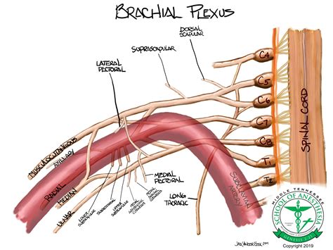 Brachial Plexus Anatomy | Neuraxiom