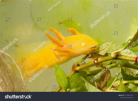 Ambystoma Mexicanum Known Mexican Walking Fish Stock Photo 1154041414 ...