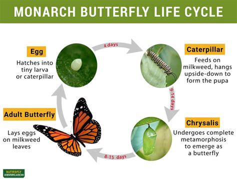 Life Cycle Of A Monarch Butterfly Printable