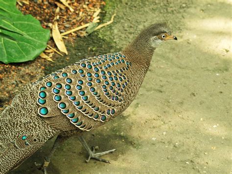 Grey peacock pheasant - ZooChat