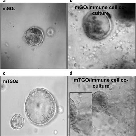 Organoid and Immune cell Co-Culture. Organoid/immune cell co-cultures ...