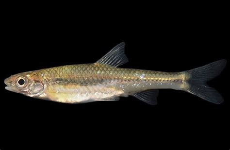 Minnow - Description, Habitat, Image, Diet, and Interesting Facts