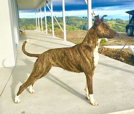 Bull terrier/whippet | Pig dog, Dogs for sale, Working dogs