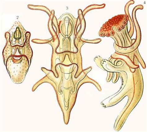 How Do Starfish Reproduce - Asteroidea Reproduction