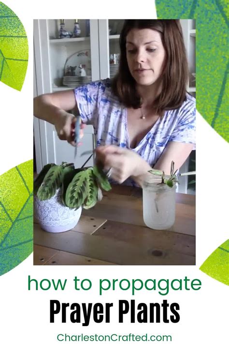 How to propagate prayer plant maranta propagation – Artofit