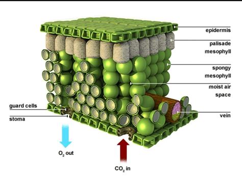 what are mesophyll tissue - Brainly.in