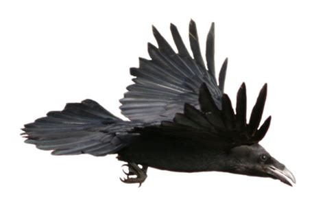 Raven PNG Transparent Images | PNG All