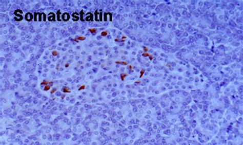 Somatostatin secretion in pancreas islets | Wellcome Collection