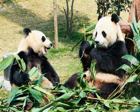 Animals That Eat Bamboo! (7 Examples + Pictures) - Animal Quarters