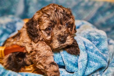 This sweet boy is available for adoption. Mini Goldendoodle pups are incredibly soft and cuddly ...