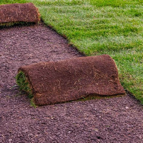 Fescue Sod (2' x 5' pieces) - Merrifield Garden Center