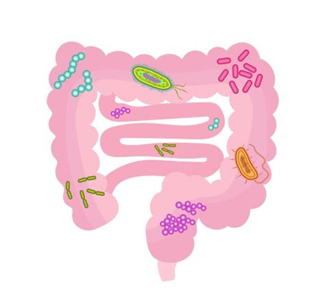 Probiotics For Gut Health: How They Actually Work