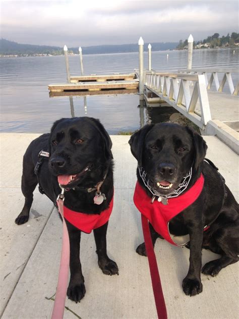 Lake Sammamish Boat Launch, Issaquah, WA - MapQuest