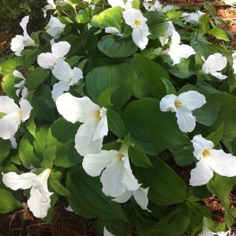 TRILLIUM GRANDIFLORUM – Knippel Garden Centre