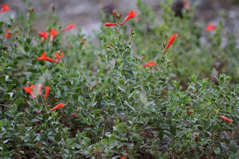 California Fuchsia (Epilobium canum) Plants