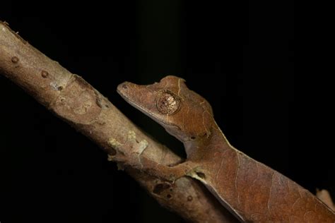 Uroplatus ebenaui – Uroplatus Information Center