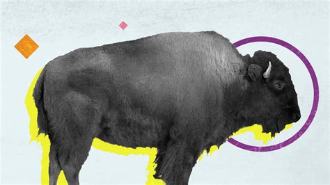 What Is The Difference Between Buffalo And Bison?