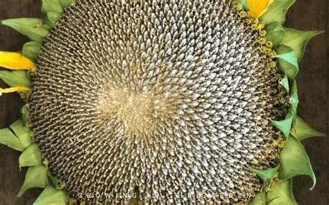 How to Grow, Harvest, and Roast Edible Sunflower Seeds - Growing In The ...