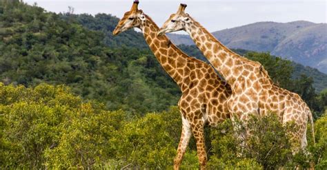 Giraffe Gestation Period: How Long are Giraffes Pregnant? - IMP WORLD