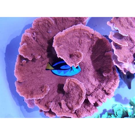 Red Montipora Capricornis – FishOfHex Aquatics