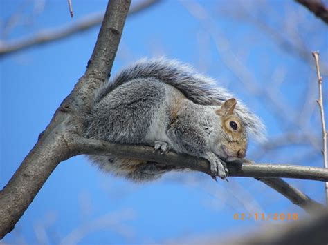 Sad Squirrel | TERTPO | Flickr