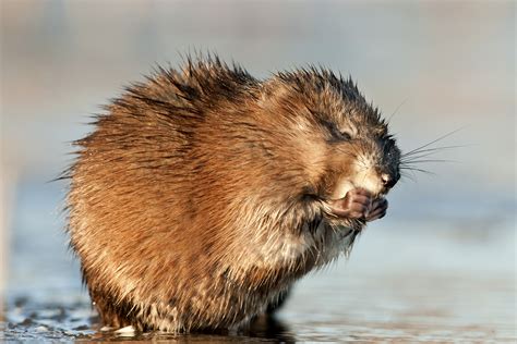 36 Ondatra zibethicus, Muskrat Profile Interesting Facts - Mammal Age